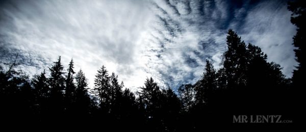 outline of tree tops in forest