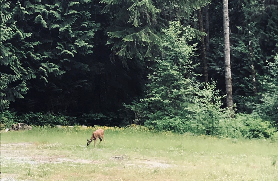 deer at the workshop