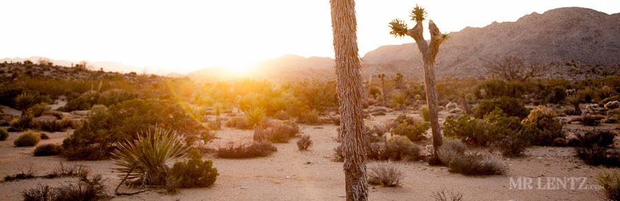 joshua-tree-wilderness_0120