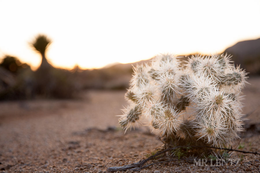 joshua-tree-wilderness_0138-2