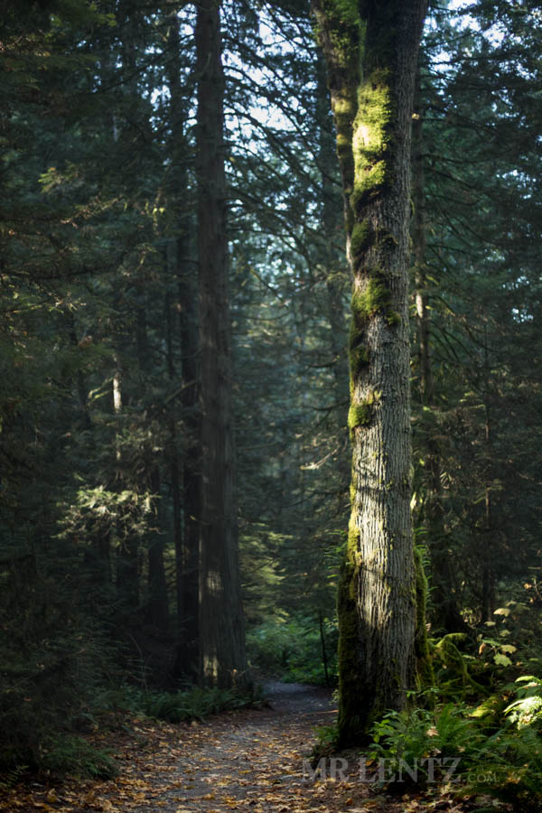 path through the wods in the pacific northwest