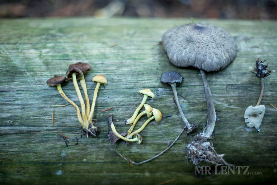 mushroom varieties in the pacific northwest