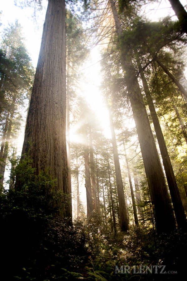 Redwoods14_0105