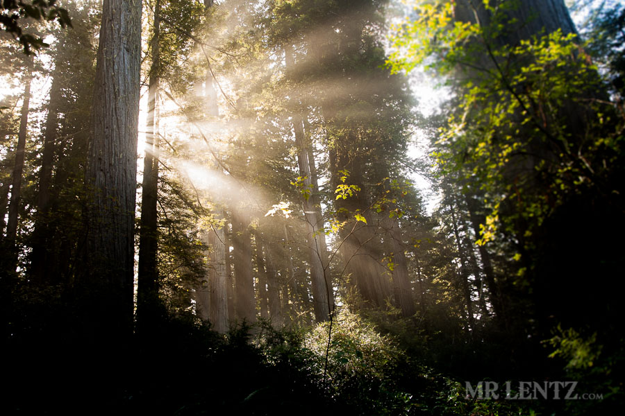 Redwoods14_0122