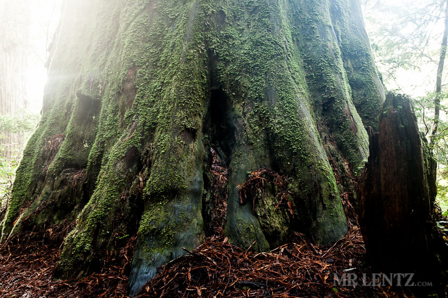 Redwoods14_0209
