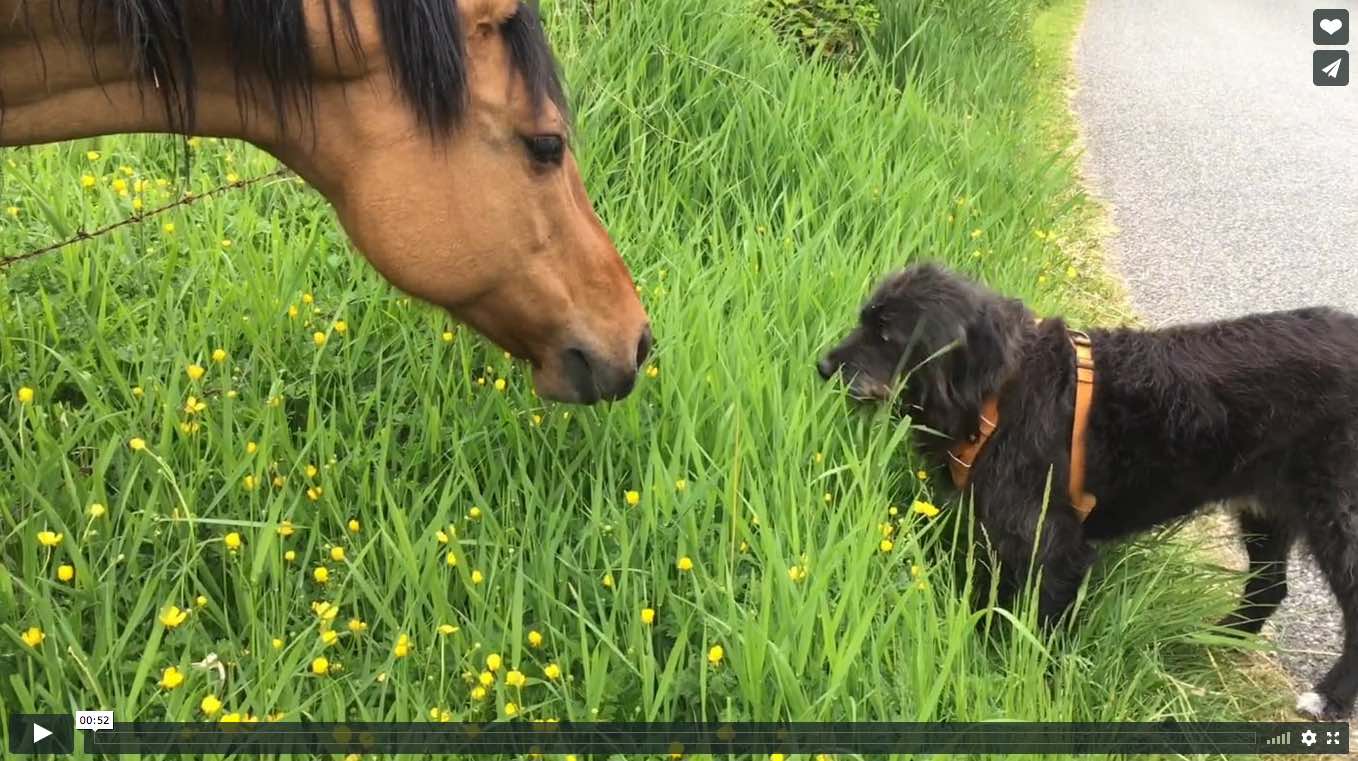 Two horses grazing in a pasture